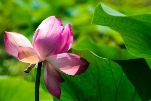 
									Locations & Nature , flower booming , lotus 