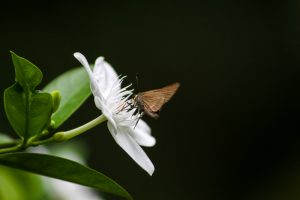 Locations & Nature , flower , butterfly sucking nectar 