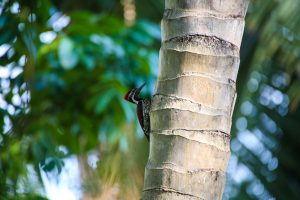 
									Locations & Nature , woodpecker , bird 