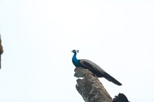 Locations & Nature , peacock , bird 