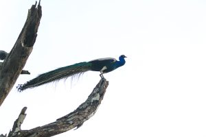 Locations & Nature , peacock , bird 