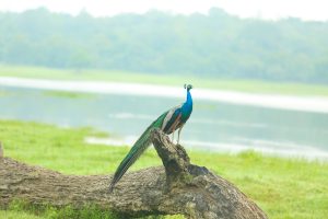 
									Locations & Nature , peacock , bird 